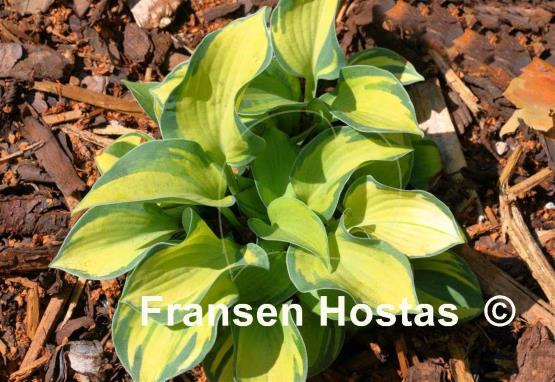 Hosta Baby Doll